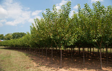 Prunus Block (2)