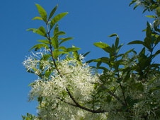Fringe Tree Blooms