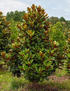Brackens Brown Magnolia